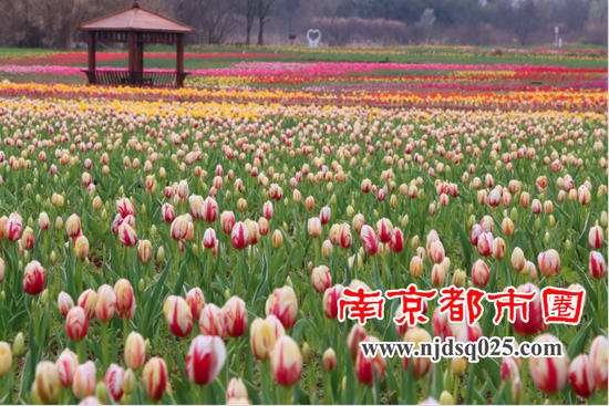 句容市文体广旅局三步走助推春季旅游市场走旺362.png