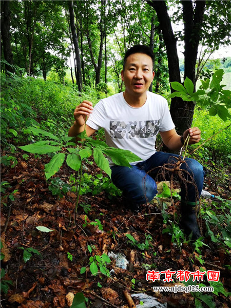 连峰在中草药基地观察中䓍药长势.jpg