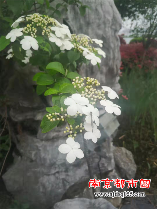 云湖广场的琼花.jpg