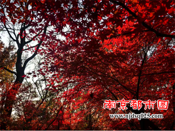 692cf1061f8cf.png 初冬狂想曲:栖霞的红叶与蝴蝶820.png