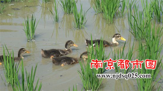 6969ff6fc025e.jpg 10.jpg