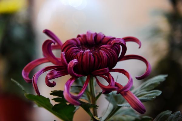 DSC_1580_副本
